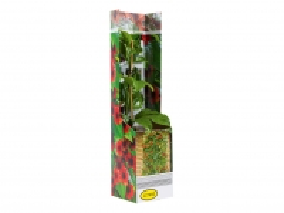 Thunbergia £2.39