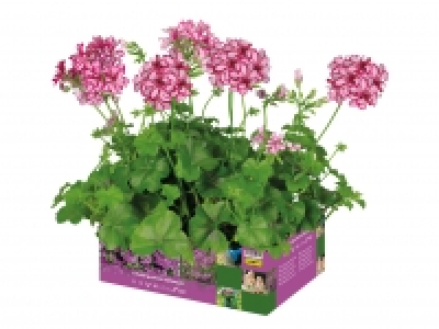 Trailing Geranium £3.99