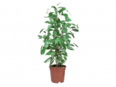 Green Houseplants £4.99