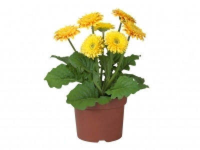 Potted Gerbera £2.29