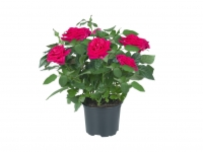 Mini Rose £1.79