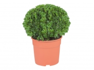 Buxus Ball £8.99