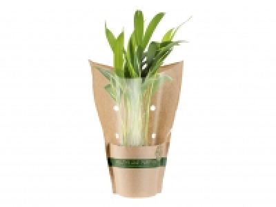 Air Purifying Plants £2.79