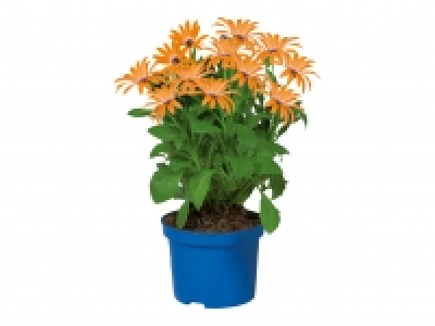 Osteospermum £1.39