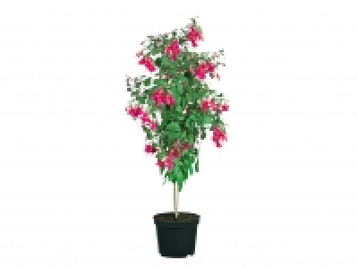 Standard Fuchsia £7.49