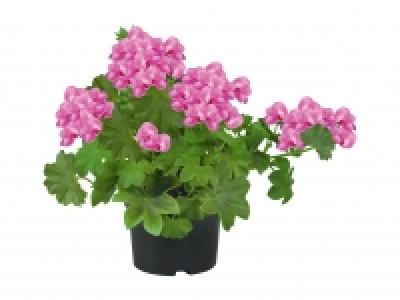 Trailing Geranium £1.69
