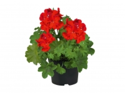 Standing Geranium £1.69