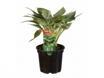 Hosta £3.99