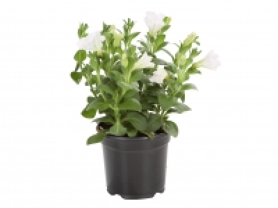 Bedding Plants £1.29