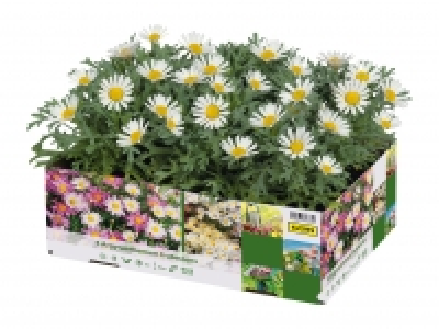 Bedding Plants £4.49