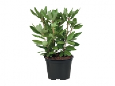 Rhododendron £3.99