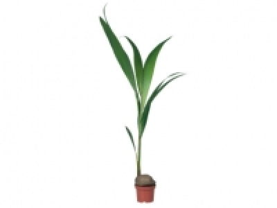 Large Coco Palm