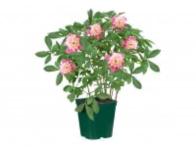 Peonies £7.99