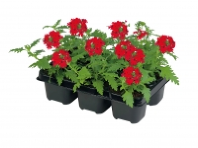Bedding and Balcony Plants