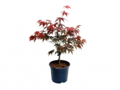 Acer £6.99