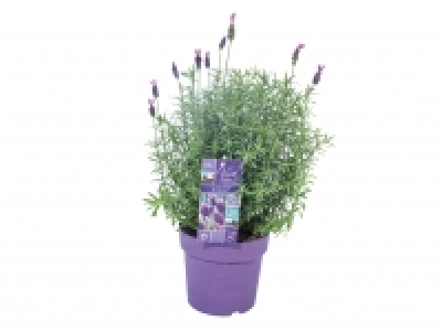 French Lavender £4.99