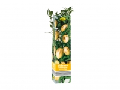 Assorted Flowering Plants £1.99