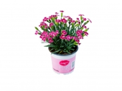 Dianthus Pink Kisses £2.79