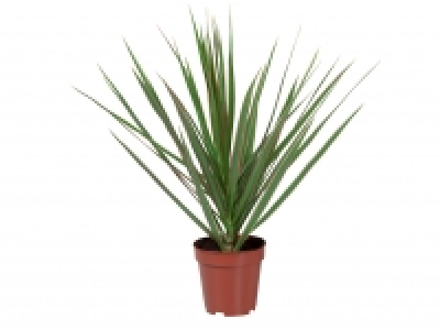 Assorted Green Houseplants £2.49
