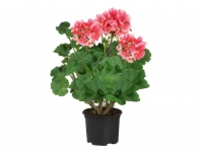 Upright Geranium
