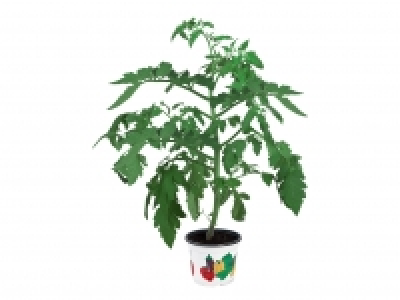 Vegetable Plants £1.39