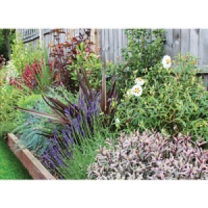 Garden on a Roll Mediterranean Plant Border - 600mm x 7m