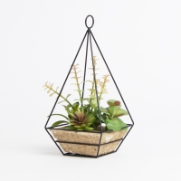 HomeBargains  Ports of Call by Jeff Banks: Succulent In Black Prism