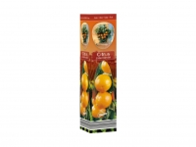 Mediterranean Plants £2.99