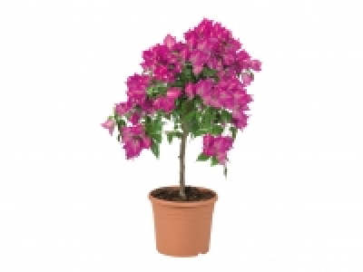 Bougainvillea £5.79