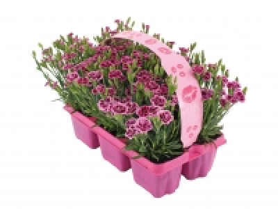 Dianthus Pink Kisses £5.99