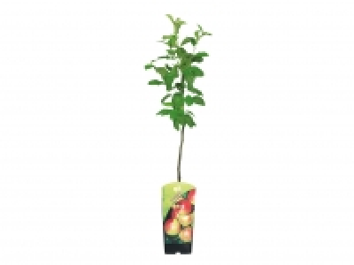 Dwarf Fruit Trees £8.99