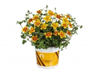 Bee Friendly Bidens £1.49