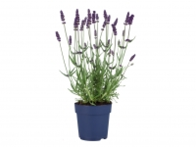 English Lavender £2.79