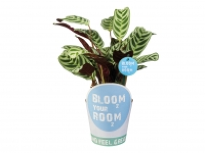 Green Plants Bloom your Room £3.99