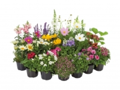 Assorted Perennials £1.89