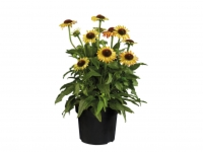 Echinacea ´Moodz´ £5.99