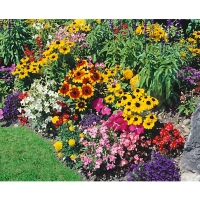 Wickes  10 Pack Bedding plants