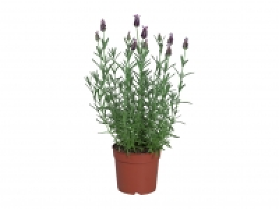 French Lavender £1.99
