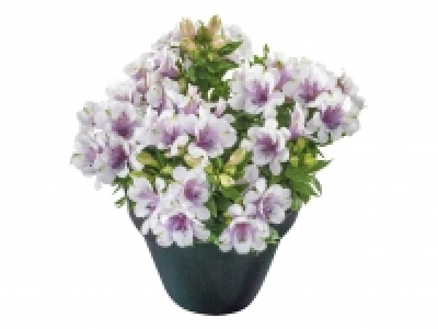 Alstromeria £8.99