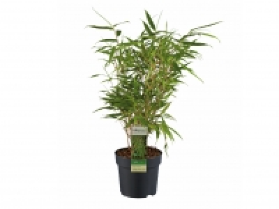 Garden Bamboo £5.99