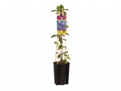British Clematis £4.99