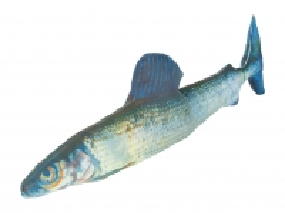 Lidl  Meradiso Fish Cushion