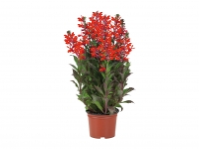 Large Perennial £3.99
