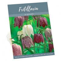 Wickes  Fritillaria Meleagris Checkered Petal Bulbs