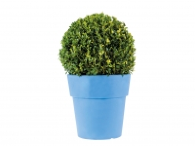 Box Tree Hedging