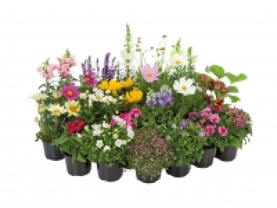 Assorted Perennials £1.89