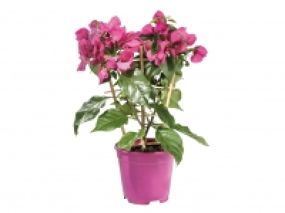 Bougainvillea £6.99