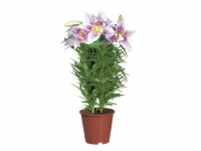 Oriental Lilies £7.49