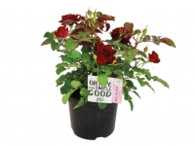 Garden Roses £6.99