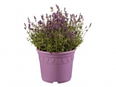 Giant Lavender £9.99